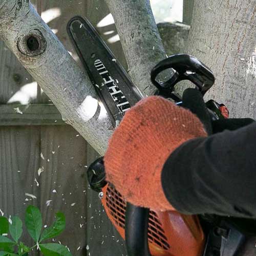 Cutting an overhanging branch