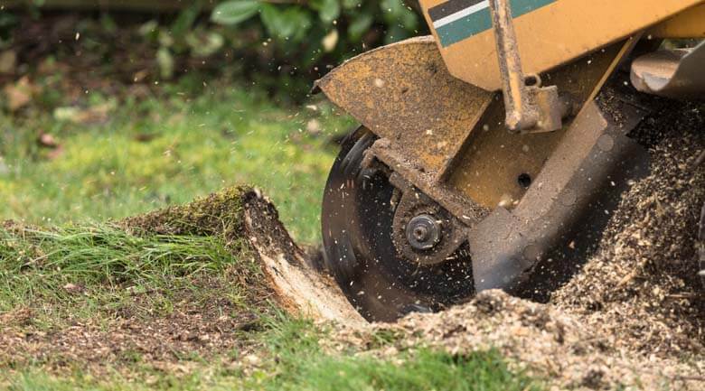 Tree stump grinding and removal