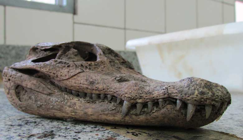 alligator-skull