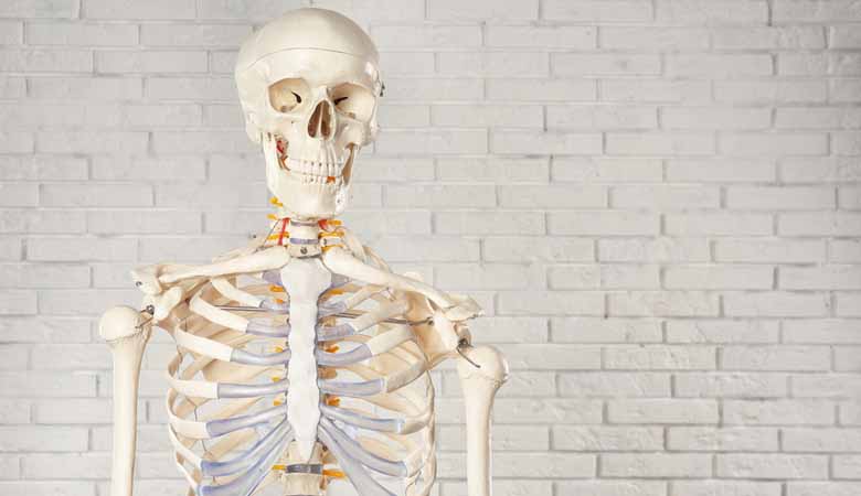 human-skeleton-model