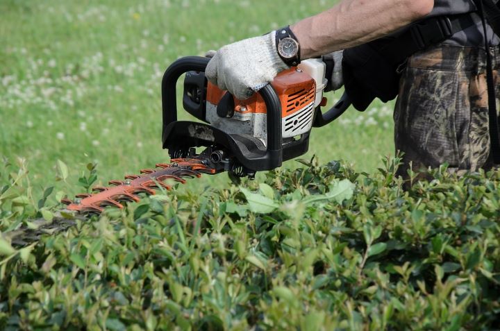 hedge trimming cost
